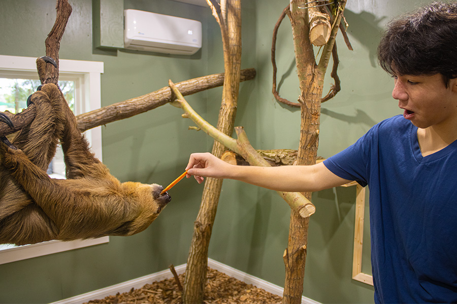 Sloth Encounter