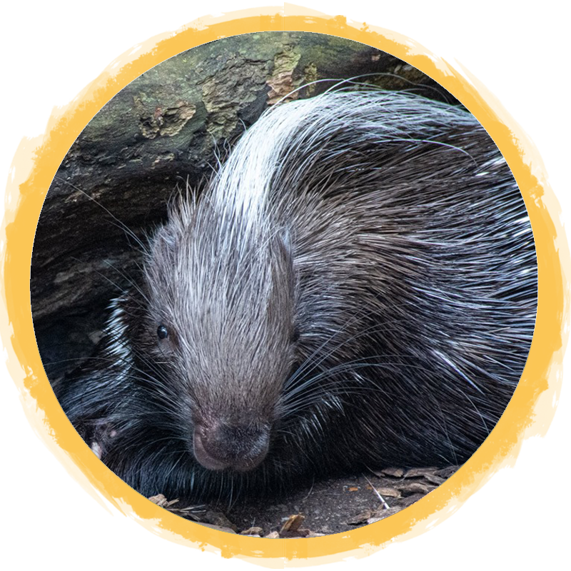 African Crested Porcupine circle