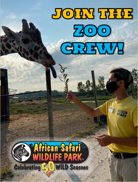 african safari wildlife park jobs