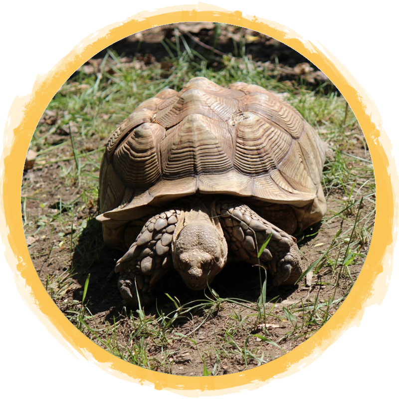 African Spurred Tortoise circle