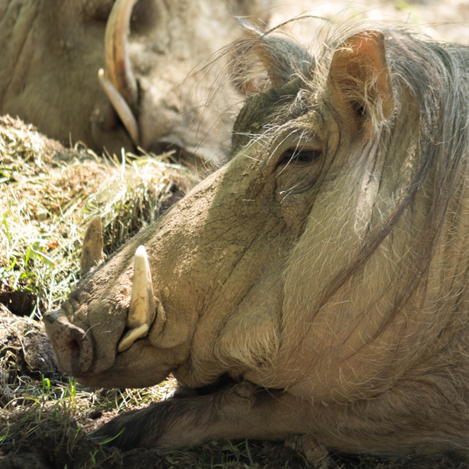 safari ltd warthog