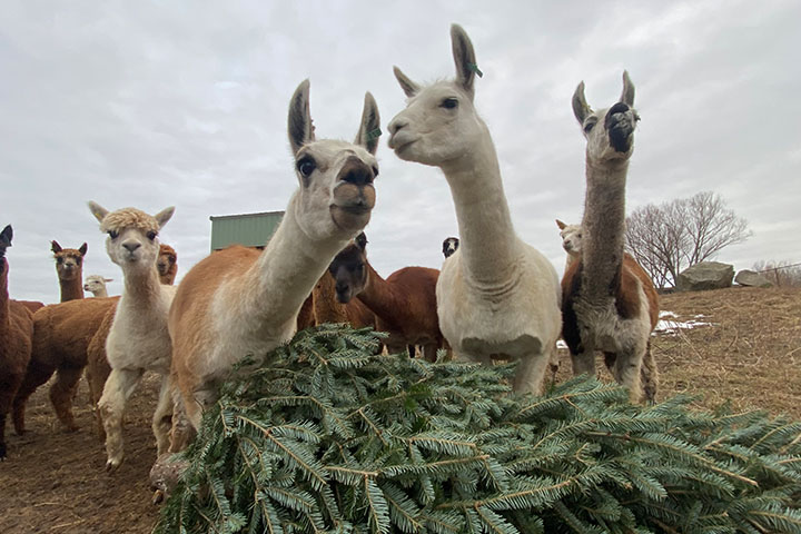 Three alpacas standing behind a Christmas tree on a cloudy day