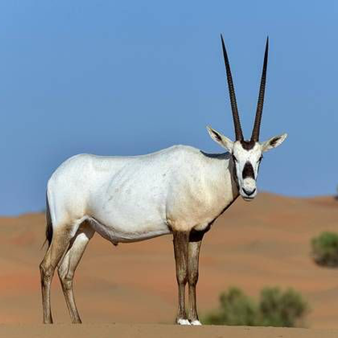 Arabian-Oryx.png