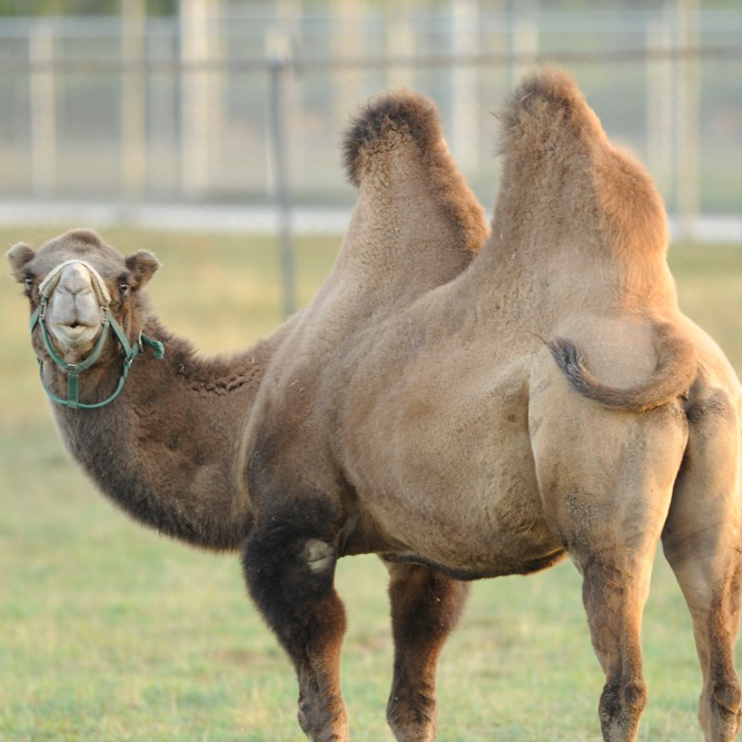 Bactrian Camels | African Safari Wildlife Park - Port Clinton, OH
