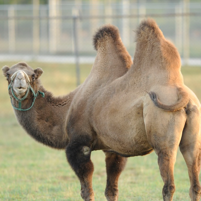 Bactrian camel