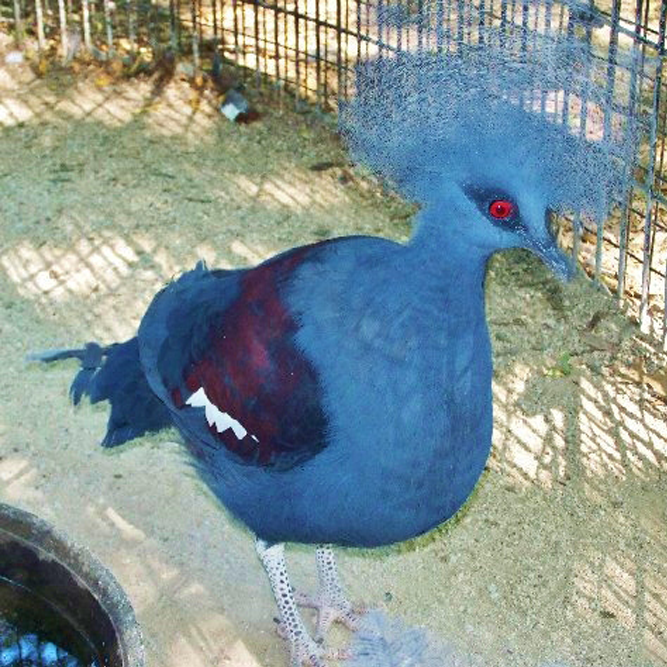 Blue Crowned Pigeon  African Safari Wildlife Park - Port Clinton, OH
