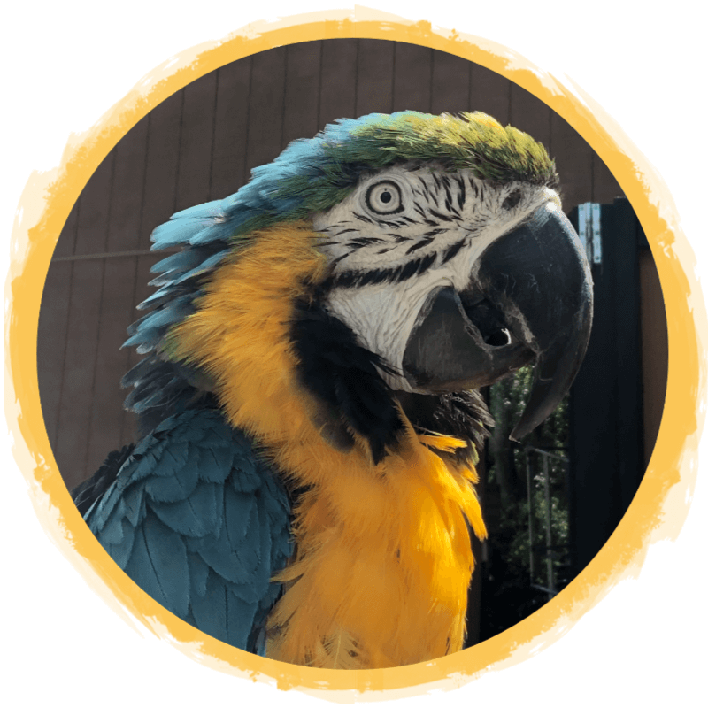 blue and yellow macaws