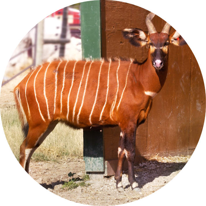 イースタンボンゴ | アフリカンサファリの野生動物イースタンボンゴ | アフリカンサファリの野生動物  
