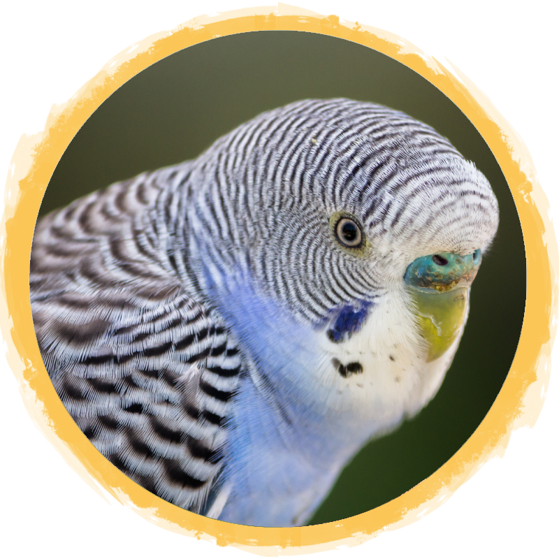 budgie parakeet