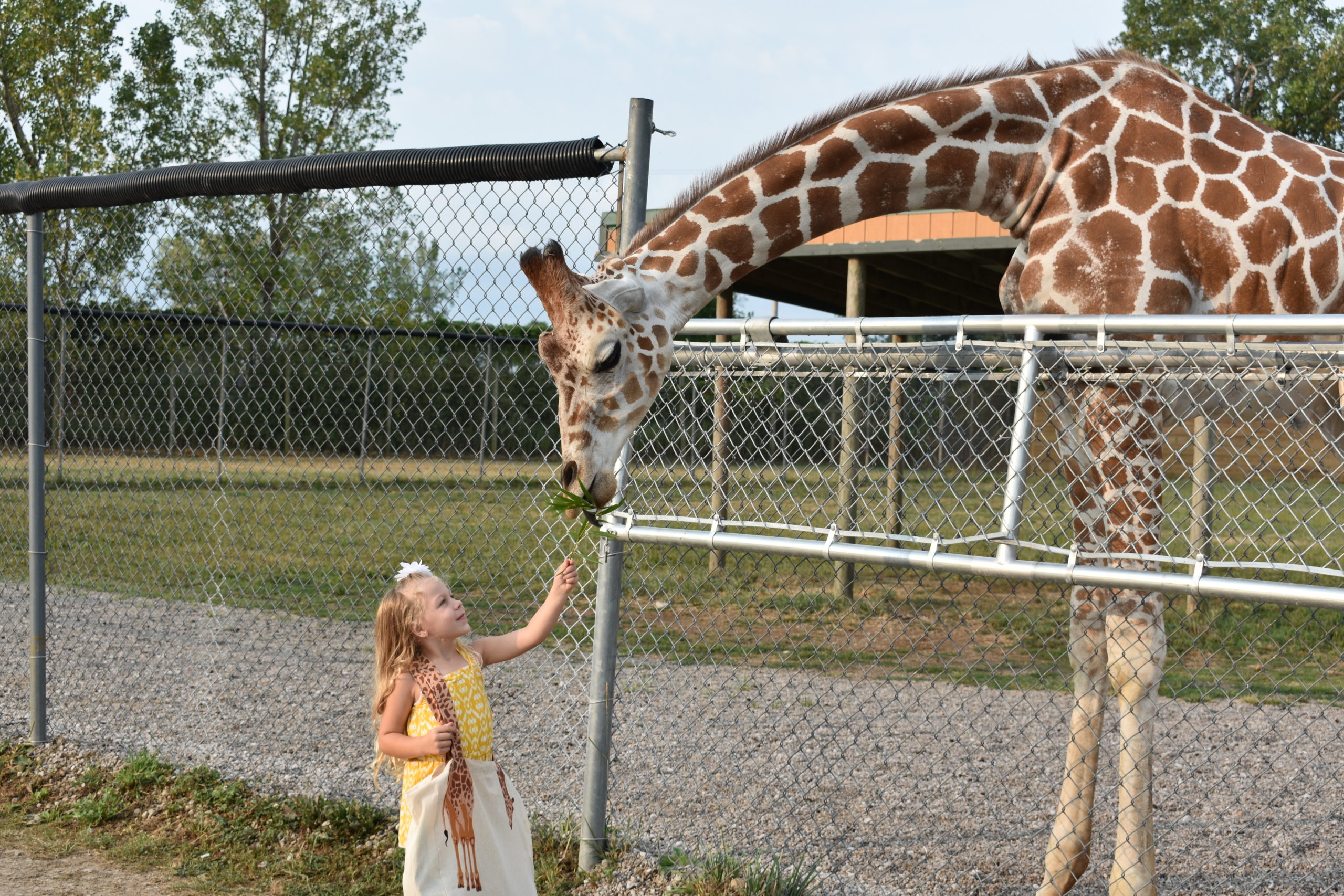 wild animal safari port clinton ohio