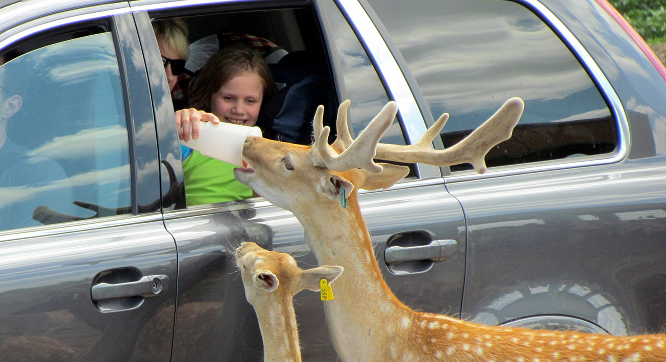 Daily Tickets Featured Photo safari drive thru car with deer