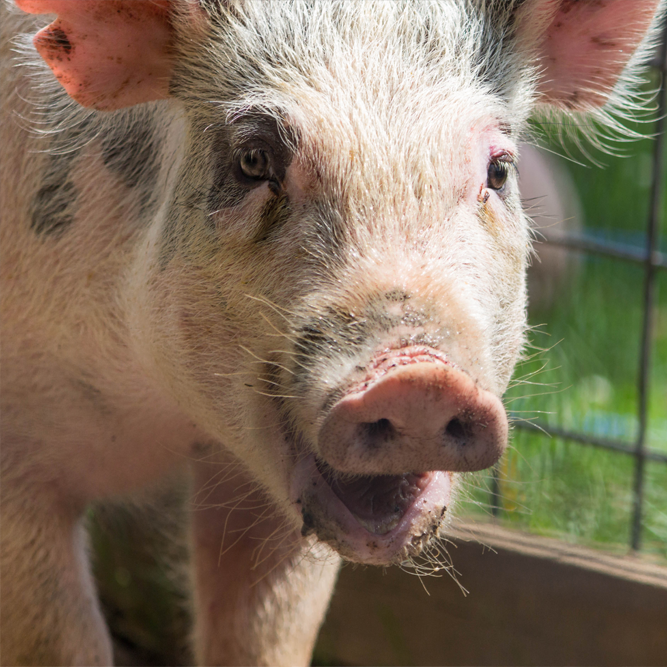 Domestic Pig | African Safari Wildlife Park - Port Clinton, OH Domestic Pig | African Safari Wildlife Park - Port Clinton, OH