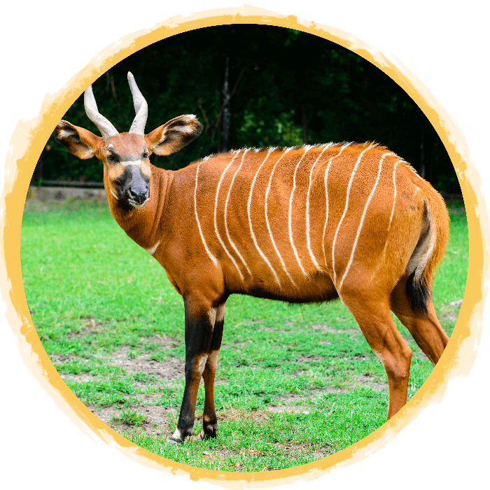 イースタンボンゴ | アフリカンサファリの野生動物イースタンボンゴ | アフリカンサファリの野生動物  