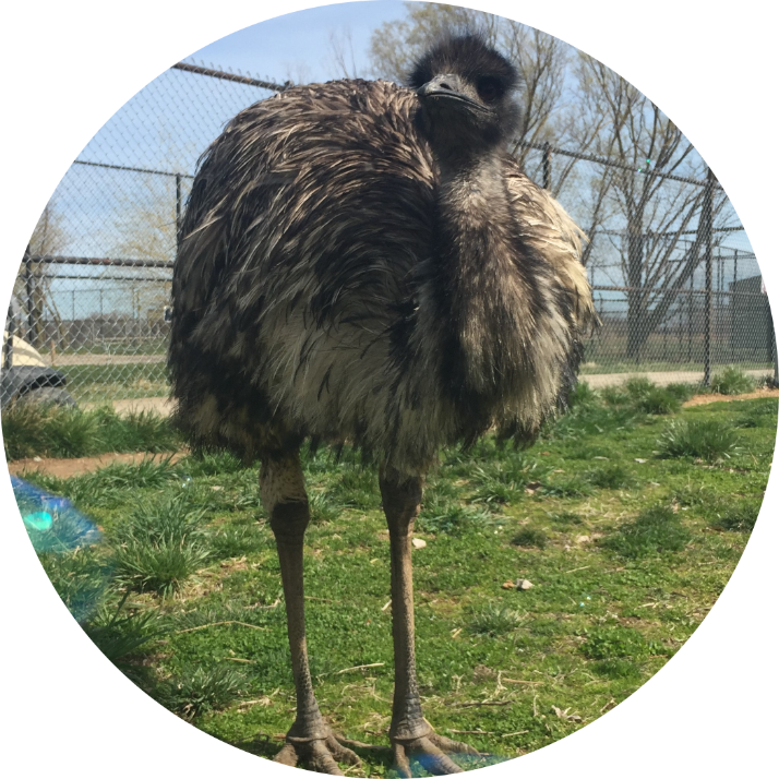 One List of all Ostrich colors