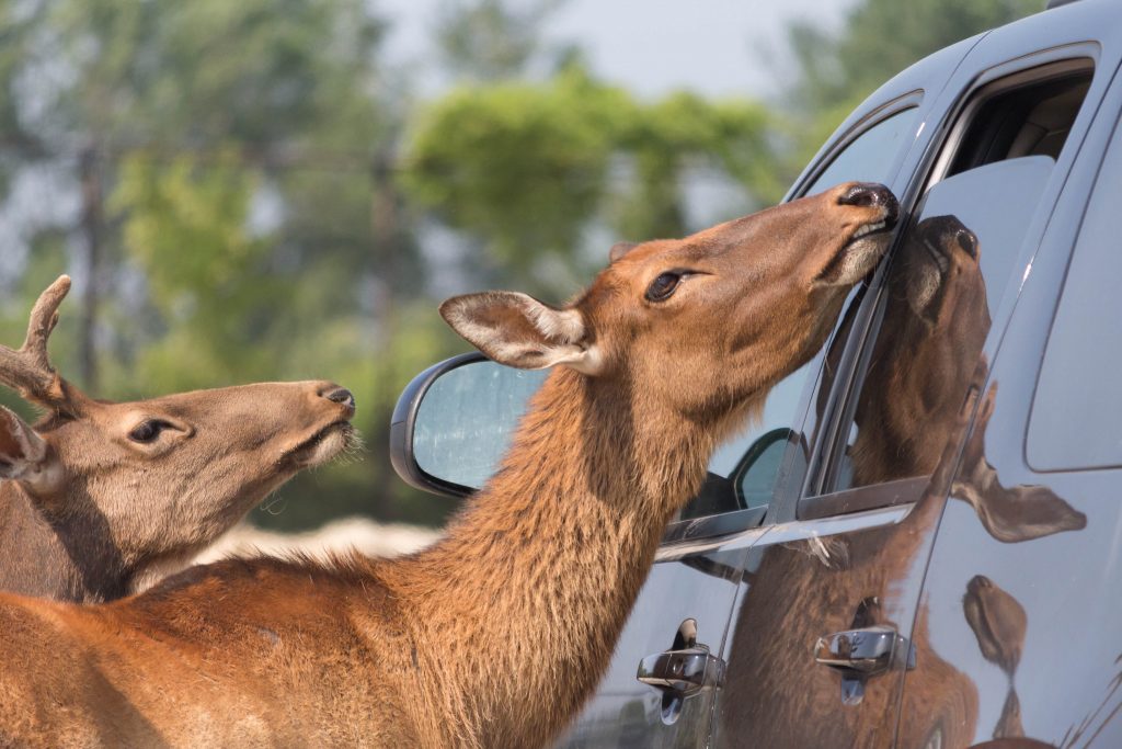 Animals Eating At Car