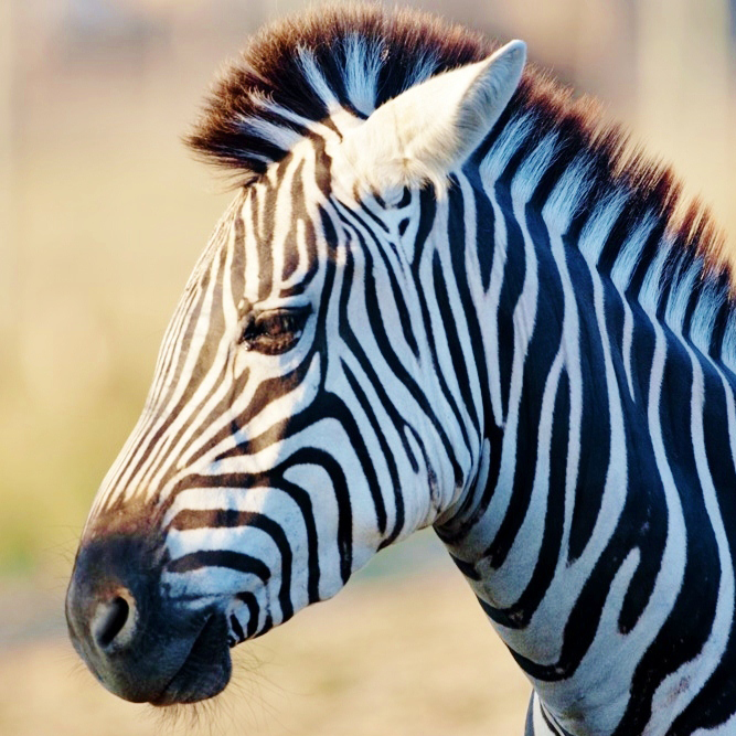 Grant's Zebra | African Safari Wildlife Park - Port Clinton, OH
