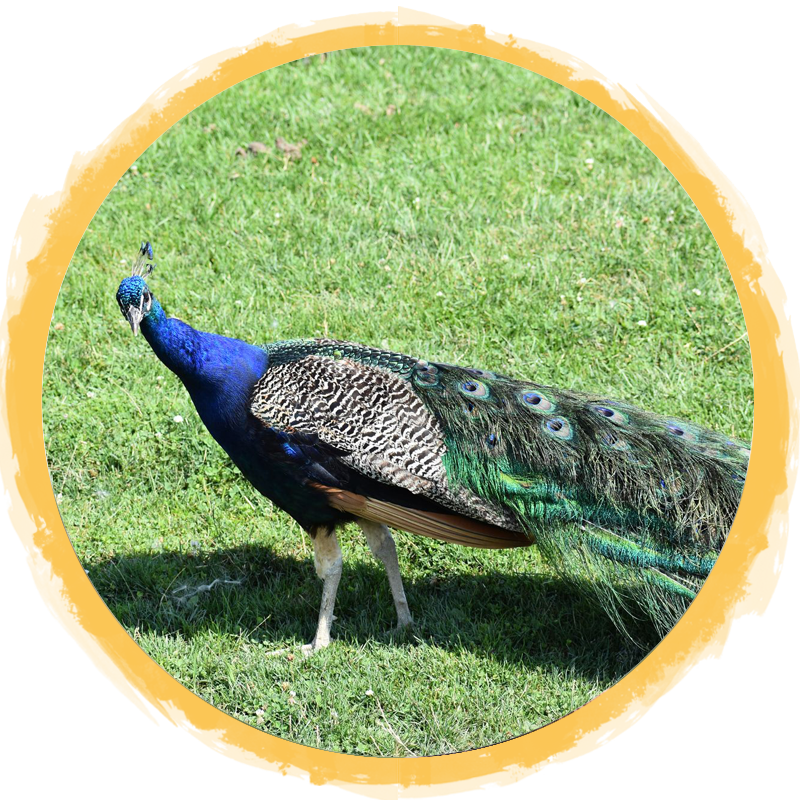 Indian Peafowl Circle