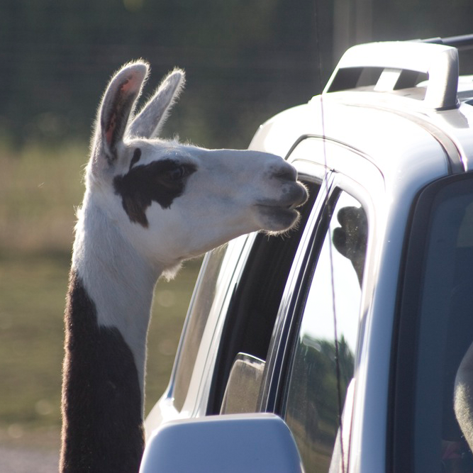 Llama | African Safari Wildlife Park - Port Clinton, OH Llama | African Safari Wildlife Park - Port Clinton, OH