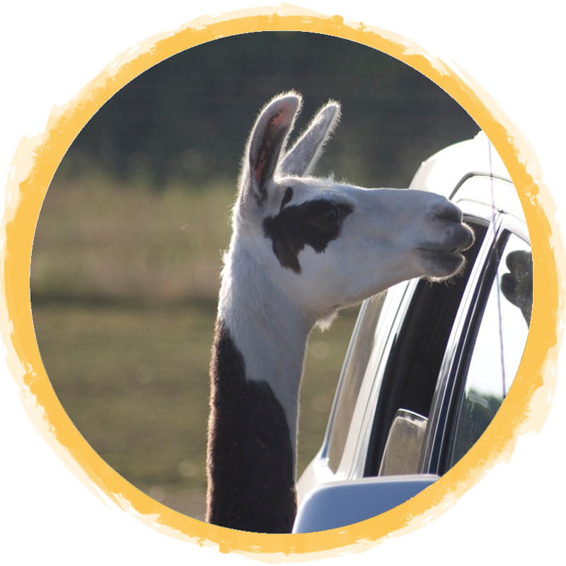 goffa llama