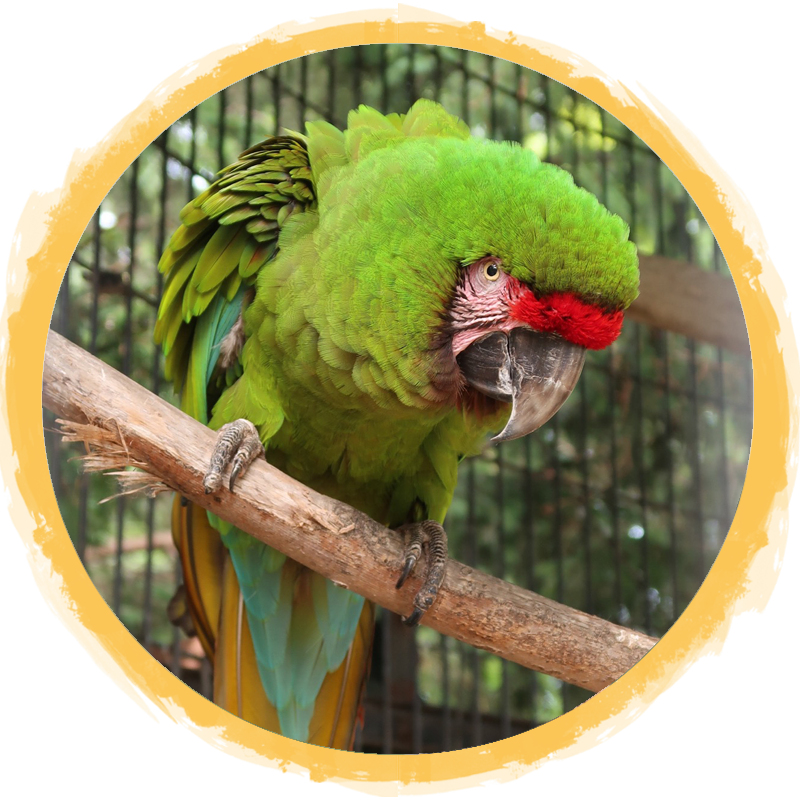 military macaw circle