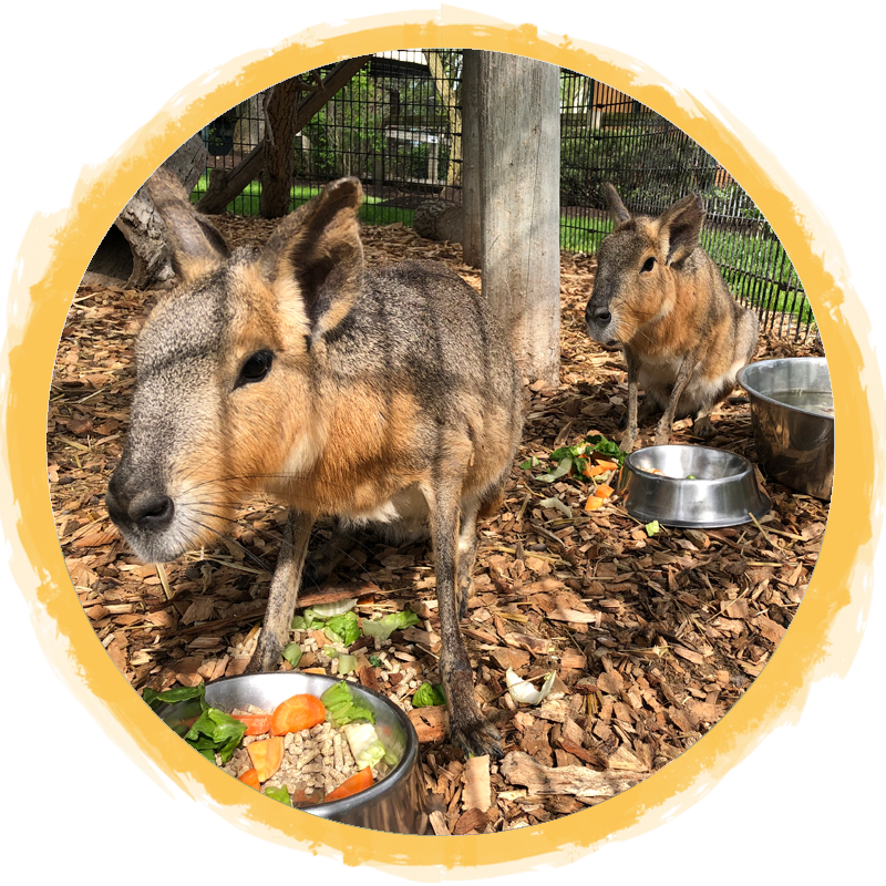 Patagonian Cavy circle