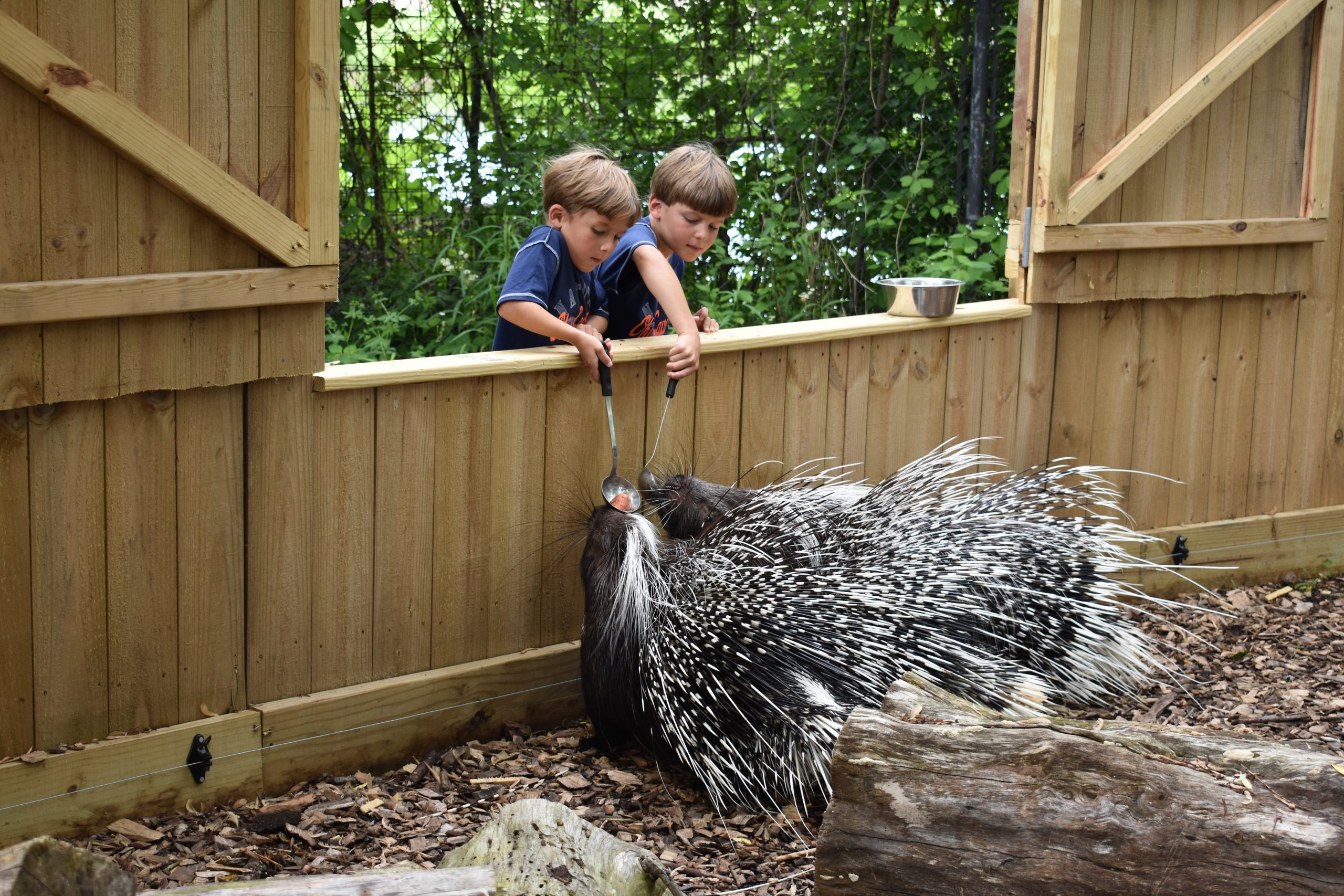 Animal Encounters - Feeding Porcupines