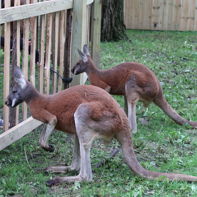 Red Kangaroo | African Safari Wildlife Park - Port Clinton, OH