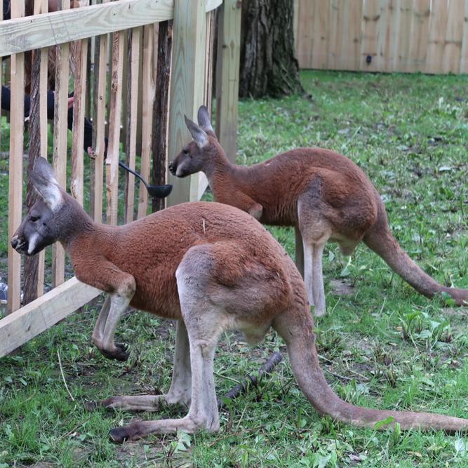 Red Kangaroo | African Safari Wildlife Park - Port Clinton, OH Red Kangaroo | African Safari Wildlife Park - Port Clinton, OH