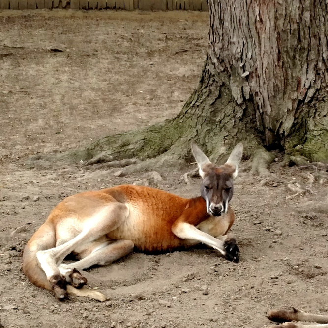 Red Kangaroo | African Safari Wildlife Park - Port Clinton, OH