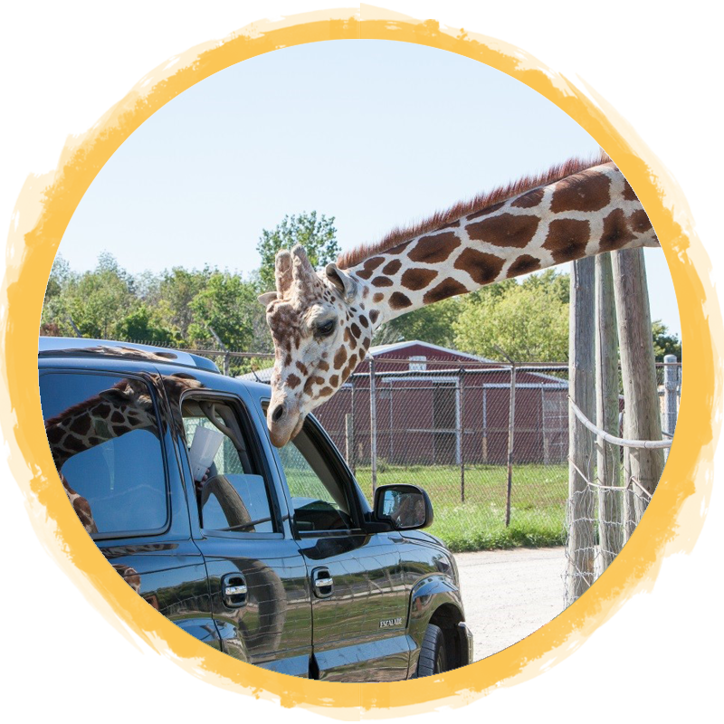 giraffe leaning by car circle