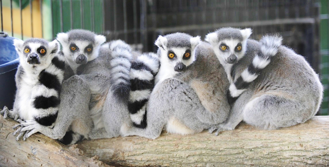 Male ring-tailed lemurs engage in “stink flirting” to attract mates | Alumni