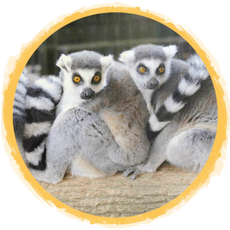 Ring-Tailed Lemur