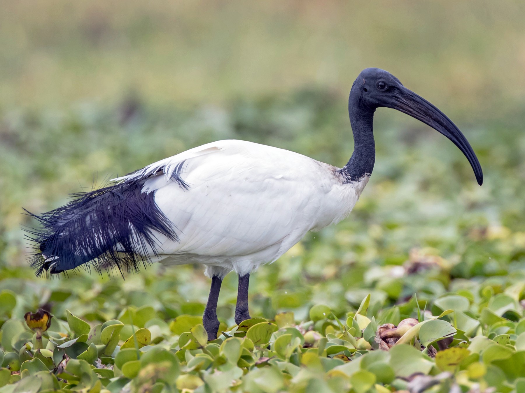 african-sacred-ibis-african-safari-wildlife-park-port-clinton-oh