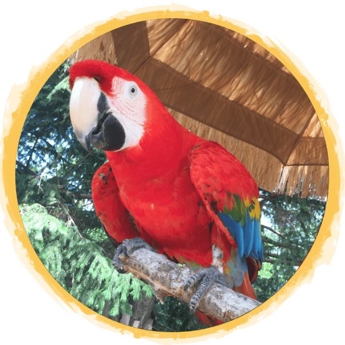 Scarletts parrot food hotsell