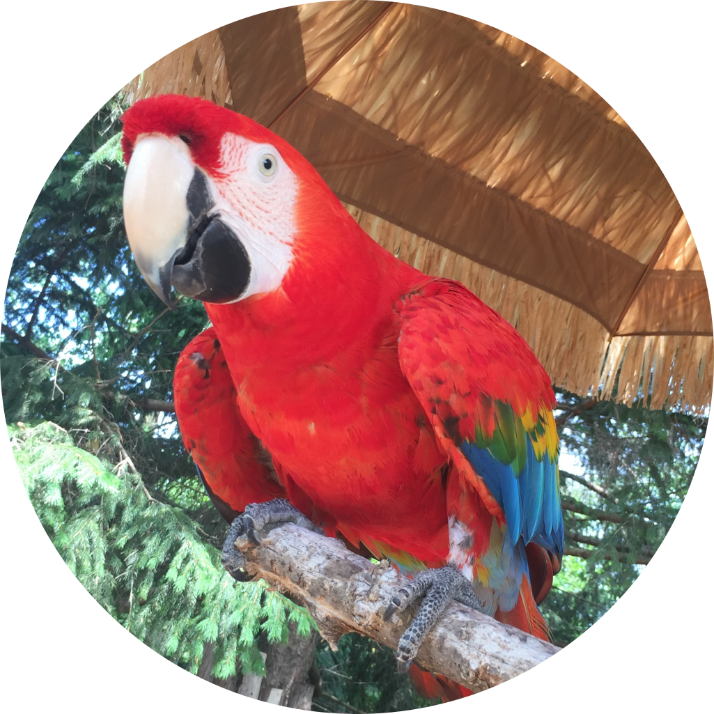 Where Do Macaws Live In The Wild