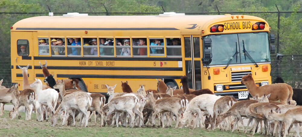school bus drive-thru safari