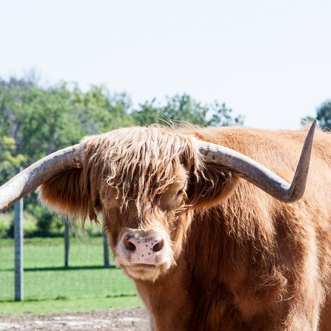 scottish african safari park ltd