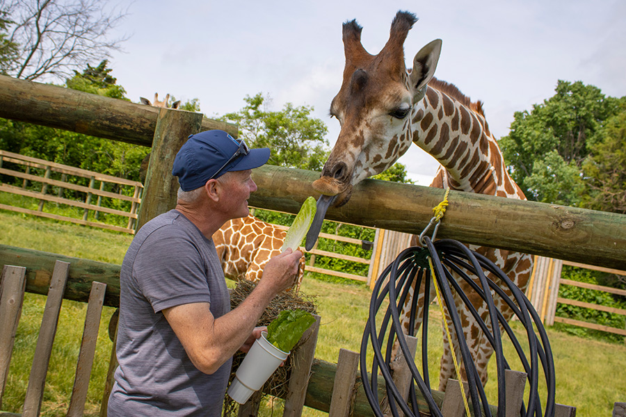 man feeding giraffe