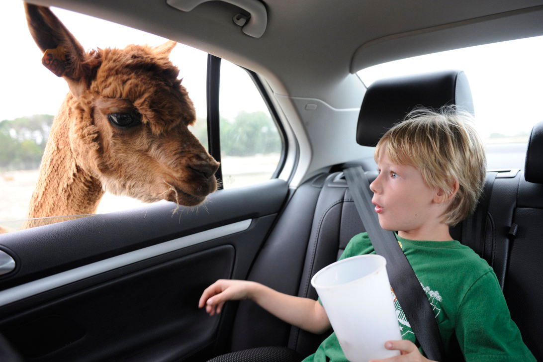 drive thru safari drive thru safari