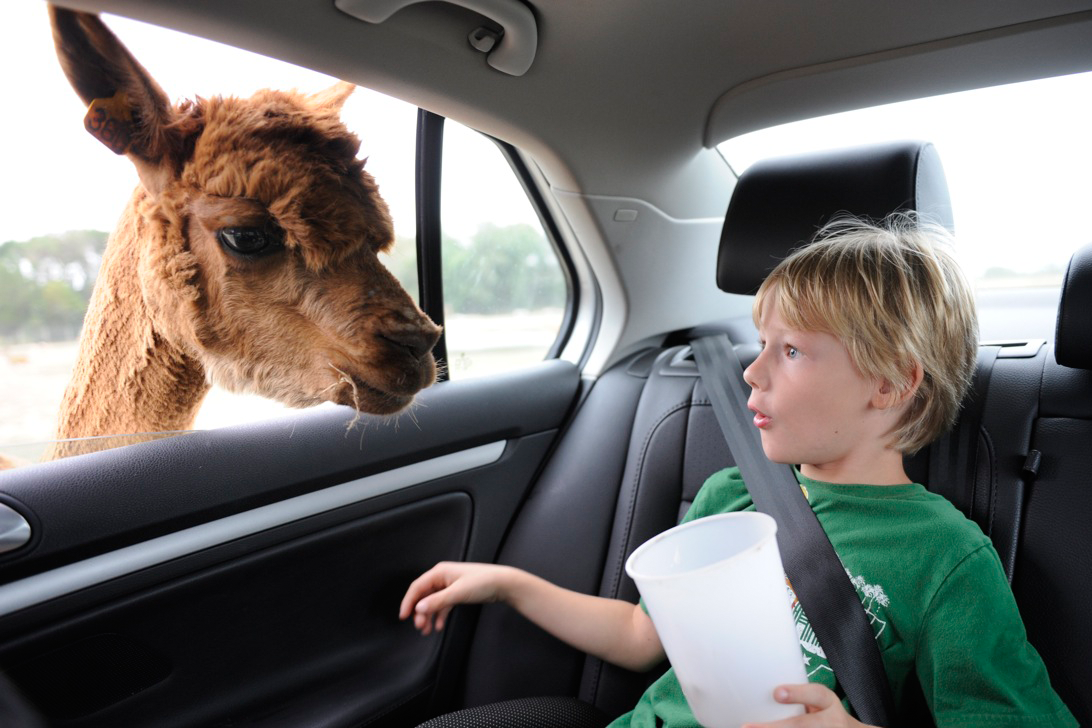 Animal Poking Head In Car