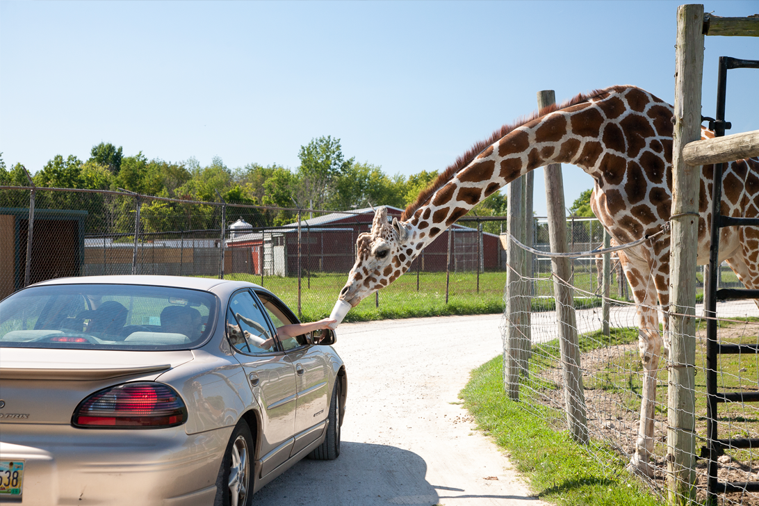Giraffe eating from car