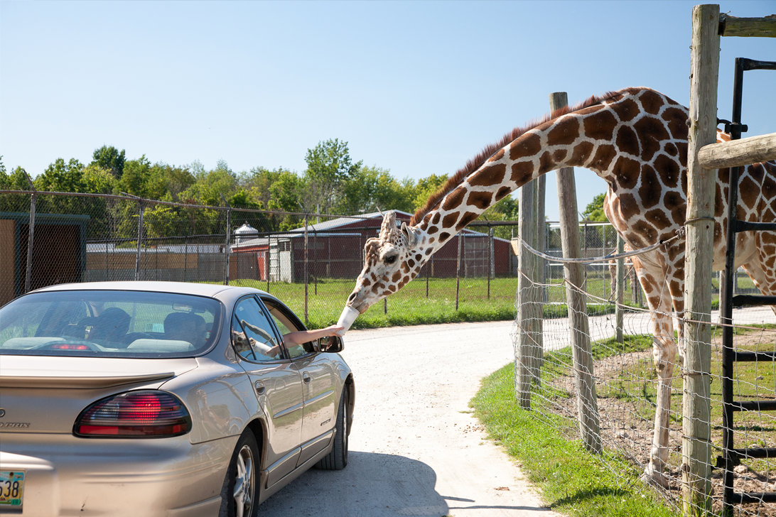 african safari drive through