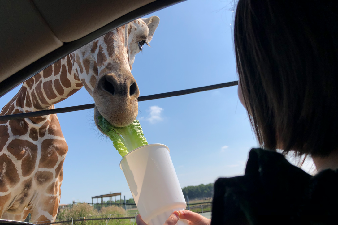 safari in ohio