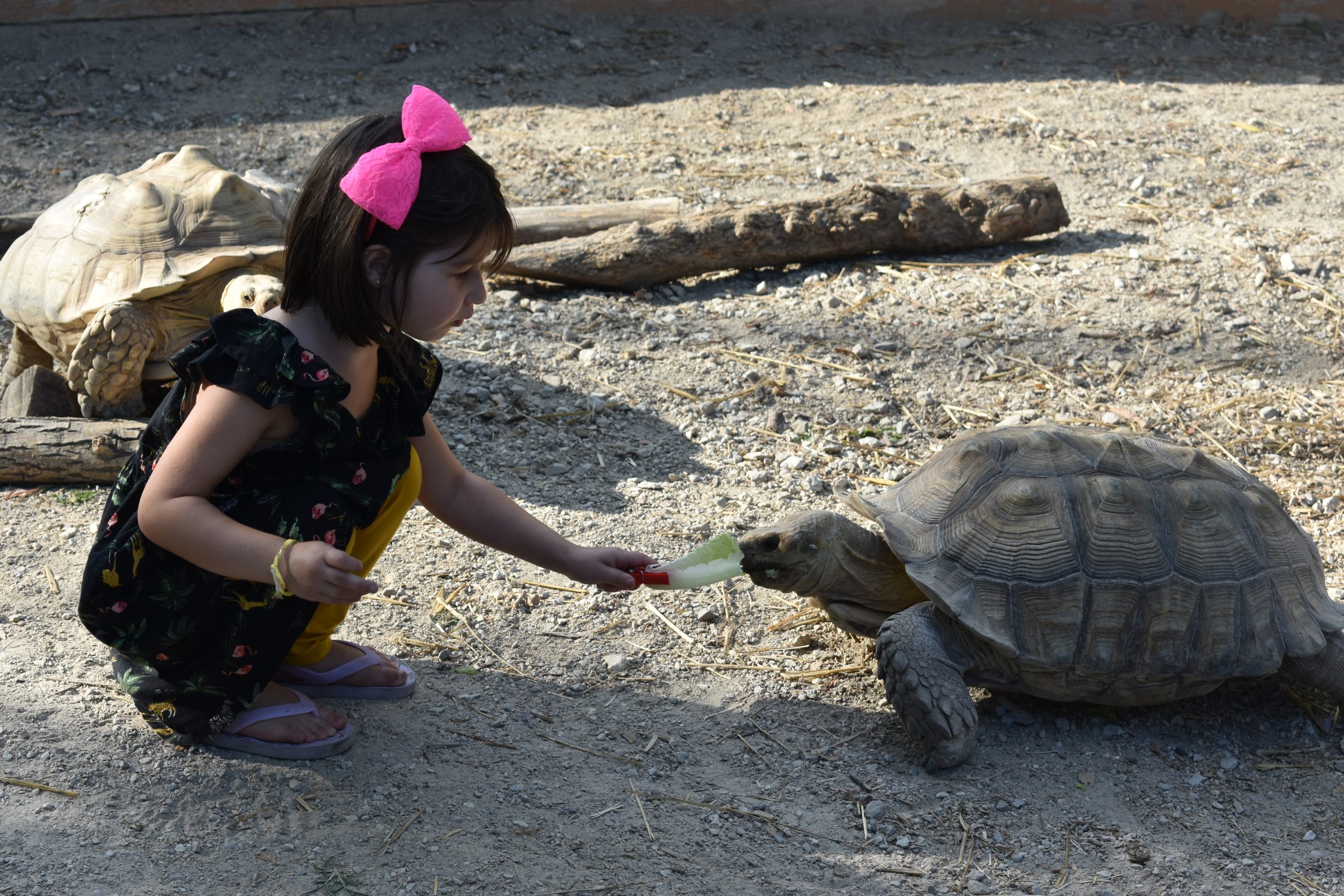 Child Feeding Tortoise