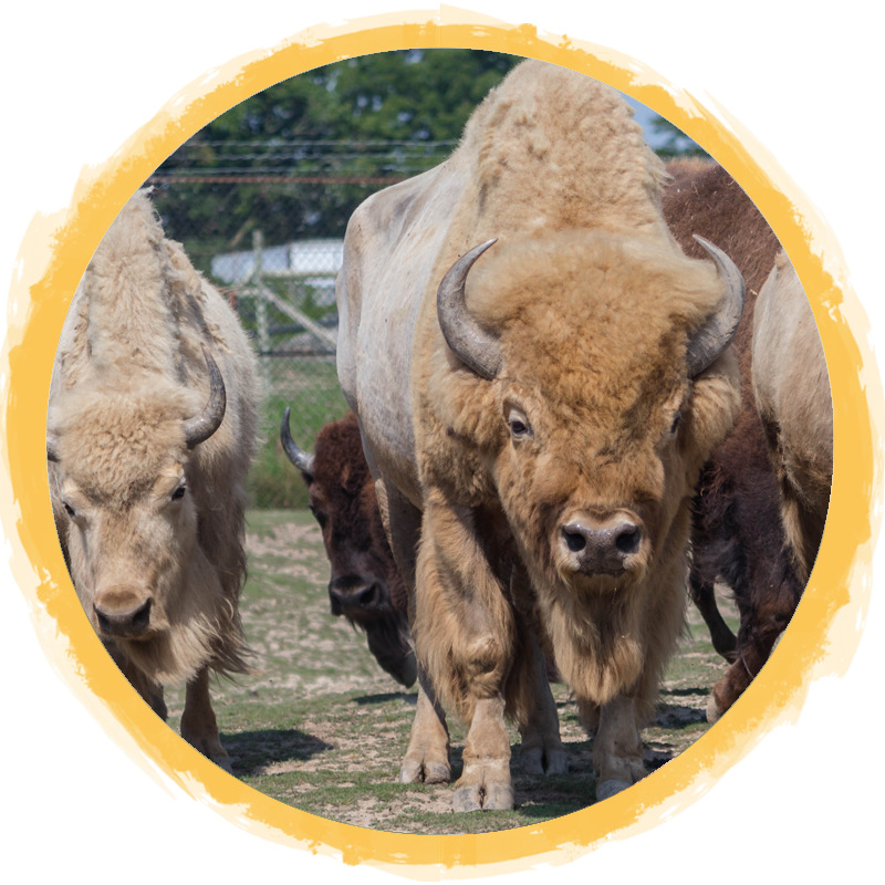 white bison circle