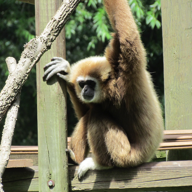 breedtegraad een experiment doen Tulpen White-Handed Gibbon | African Safari Wildlife Park - Port Clinton, OH