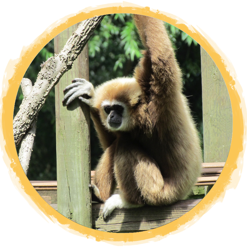 White Handed Gibbon circle