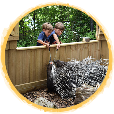 Zoo-It-All porcupine feeding