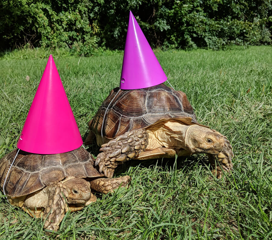 asw-birthday-parties two turtles wearing birthday hats