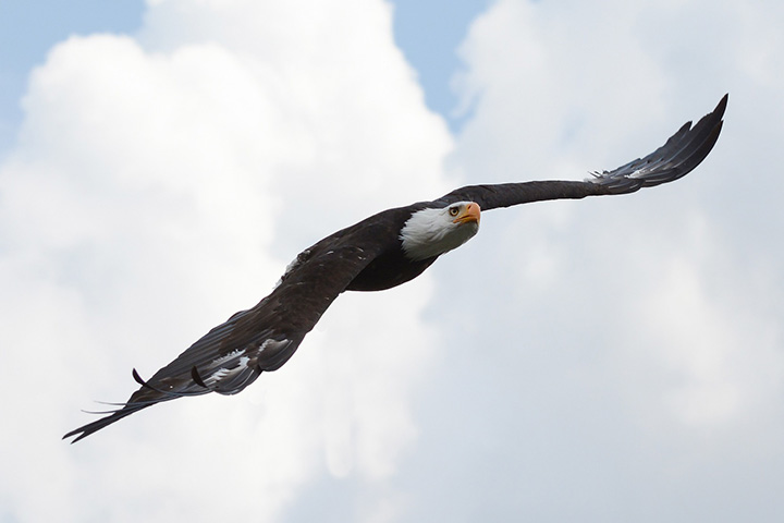 bald eagle